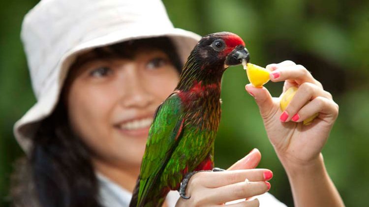 Bali Bird Park Ticket