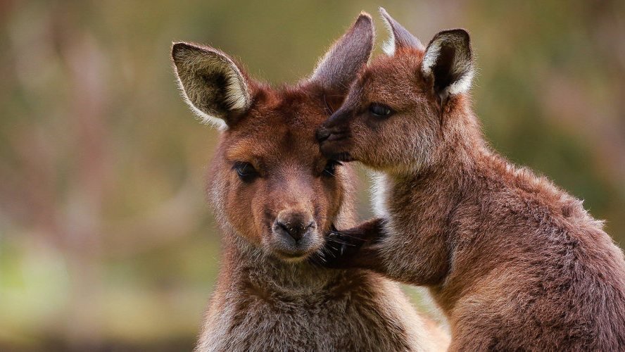 Ballarat Wildlife Park Tickets