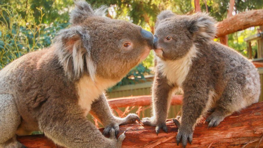 Ballarat Wildlife Park Tickets