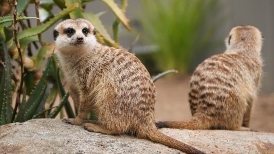 Ballarat Wildlife Park Tickets