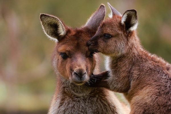 Ballarat Wildlife Park Tickets | Book Online