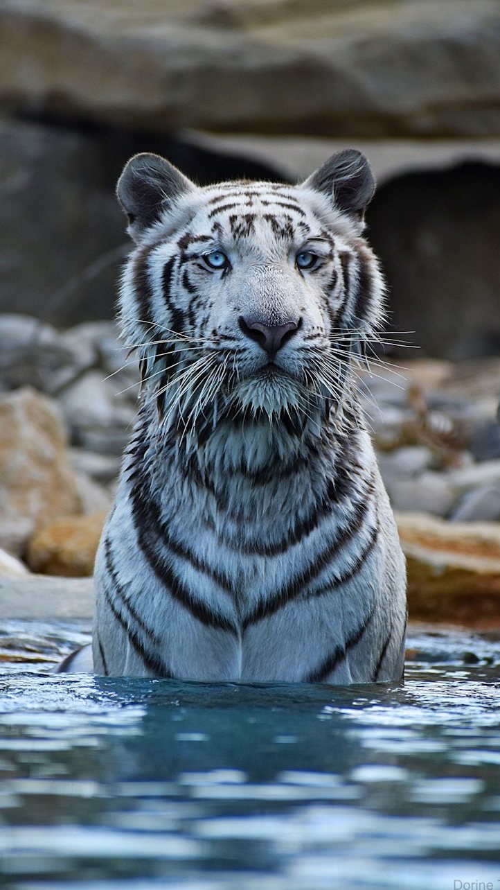 Barben Animal Park Ticket