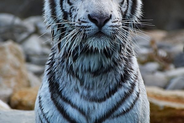 Zoo Barben La Barben Tickets | Book Online