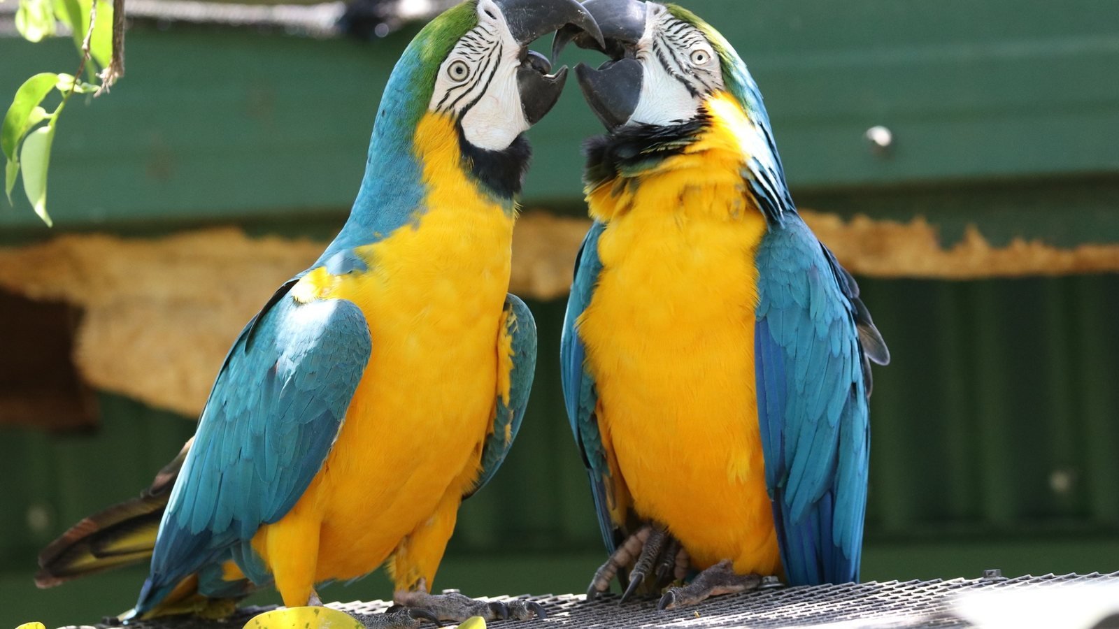 Birdworld Kuranda