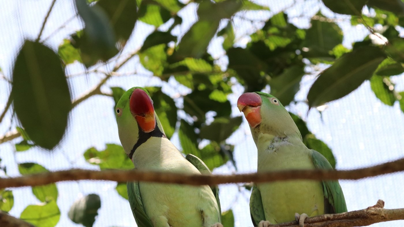 Birdworld Kuranda