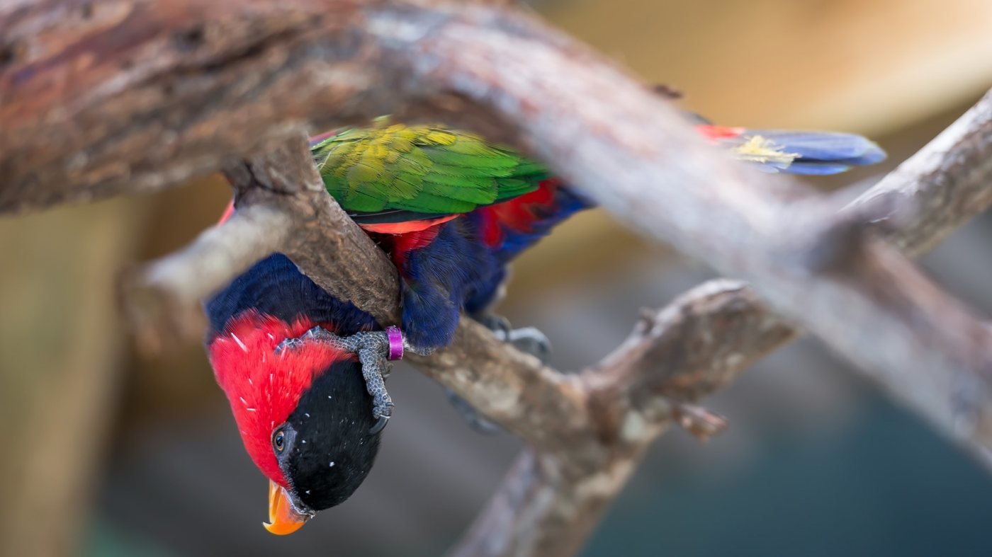 Birdworld Kuranda