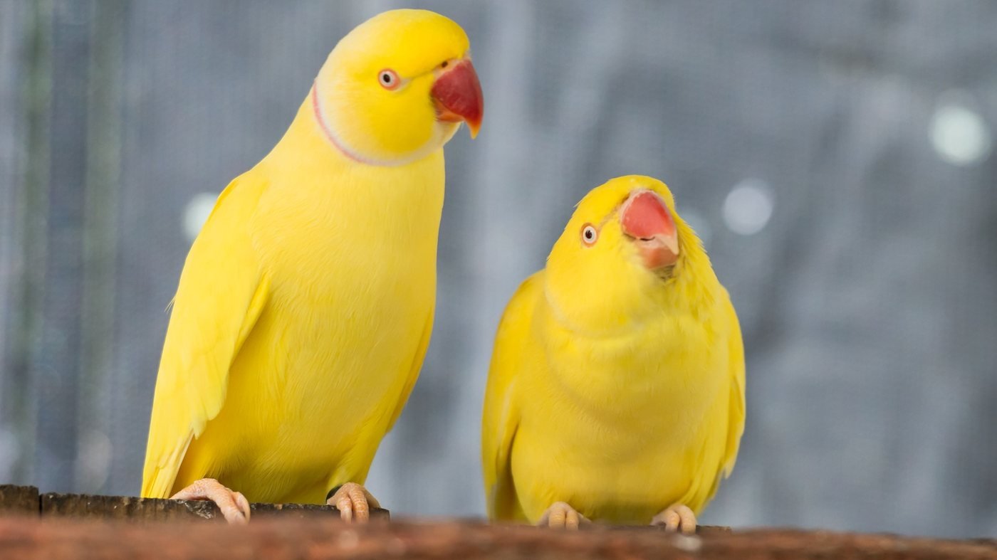 Birdworld Kuranda