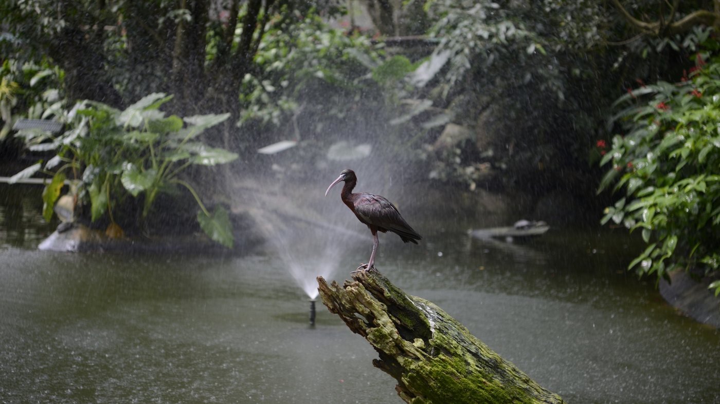 Birdworld Kuranda