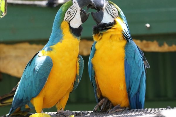 Birdworld Kuranda Tickets | Book Online