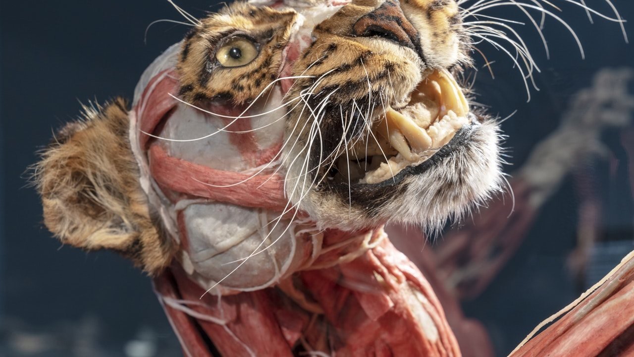 BODY WORLDS Berlin