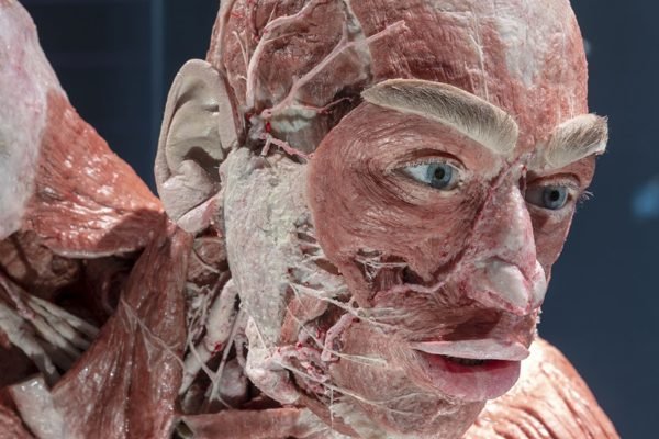 BODY WORLDS Berlin Tickets | Book Online