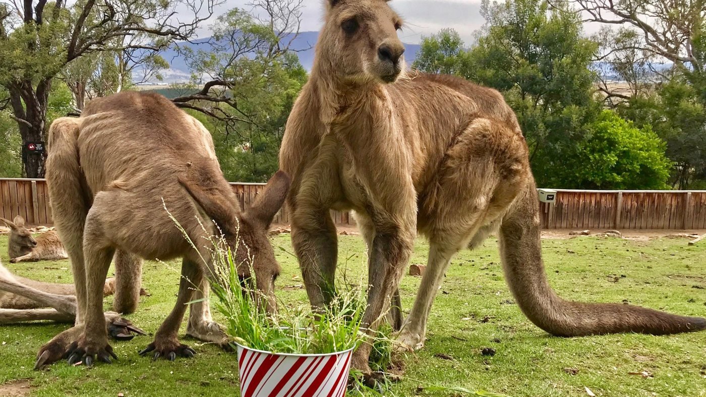 Bonorong Wildlife Sanctuary and Hobart City Tour
