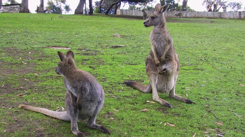 Bonorong Wildlife Sanctuary and Hobart City Tour