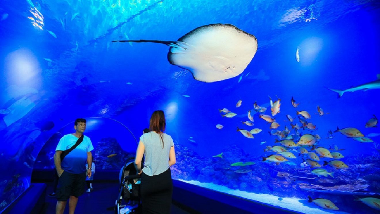 Cairns Aquarium Ticket