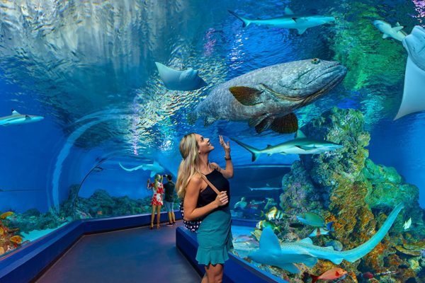 Cairns Aquarium Cairns City Tickets | Book Online