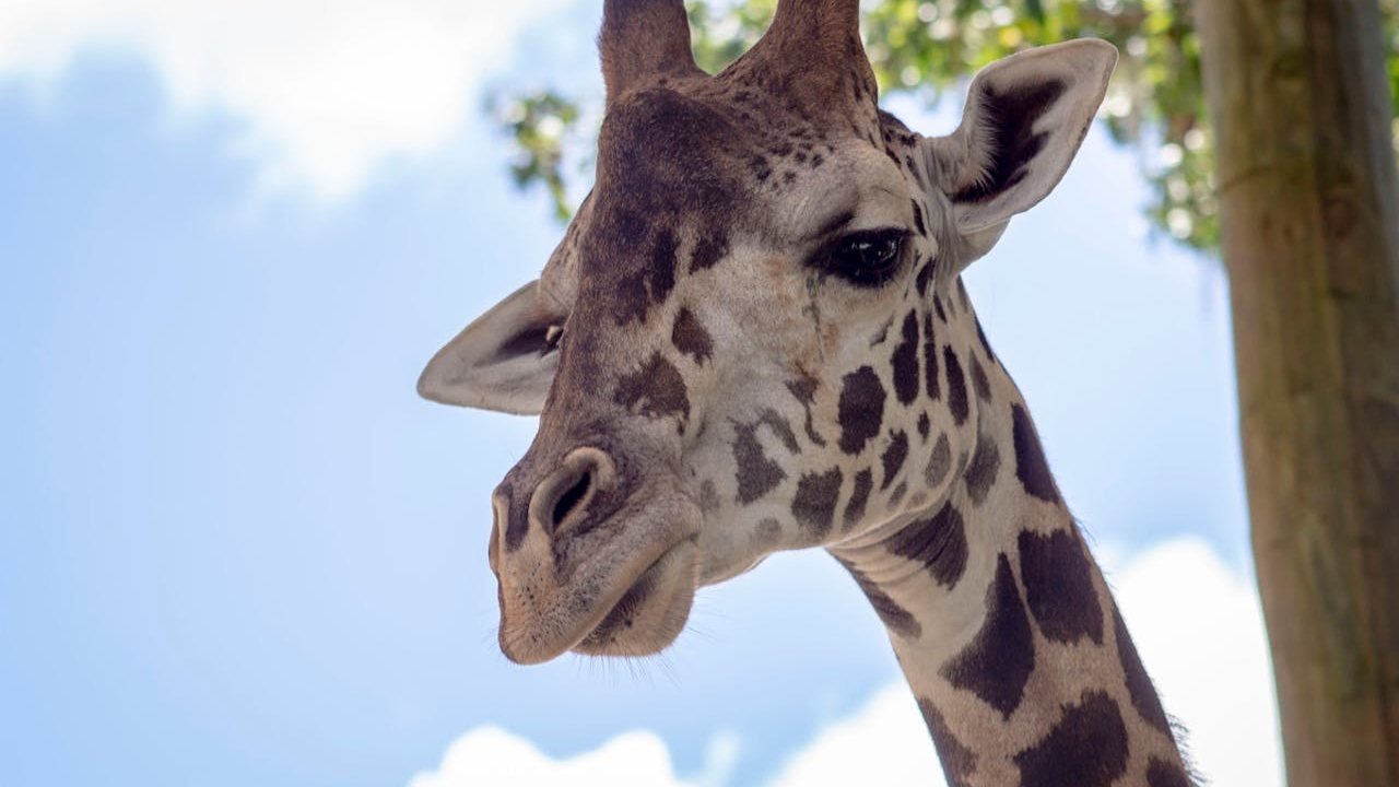 Central Florida Zoo & Botanical Gardens Ticket