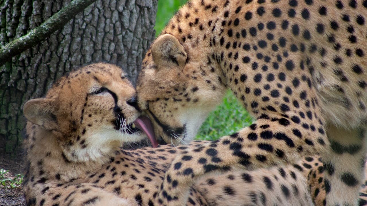 Central Florida Zoo & Botanical Gardens Ticket