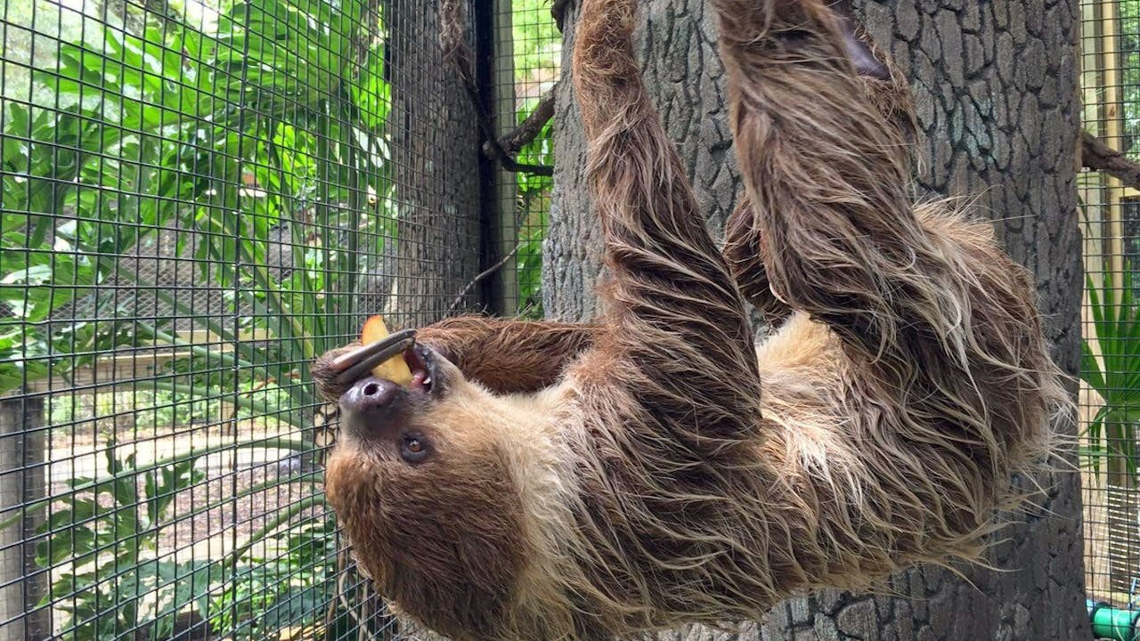 Central Florida Zoo & Botanical Gardens Ticket