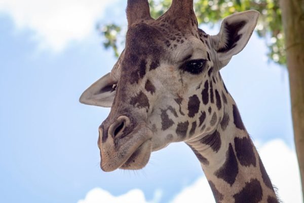 Central Florida Zoo & Botanical Gardens Sanford Tickets | Book Online