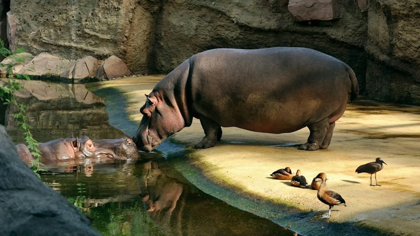 Cologne Zoo & Aquarium Ticket