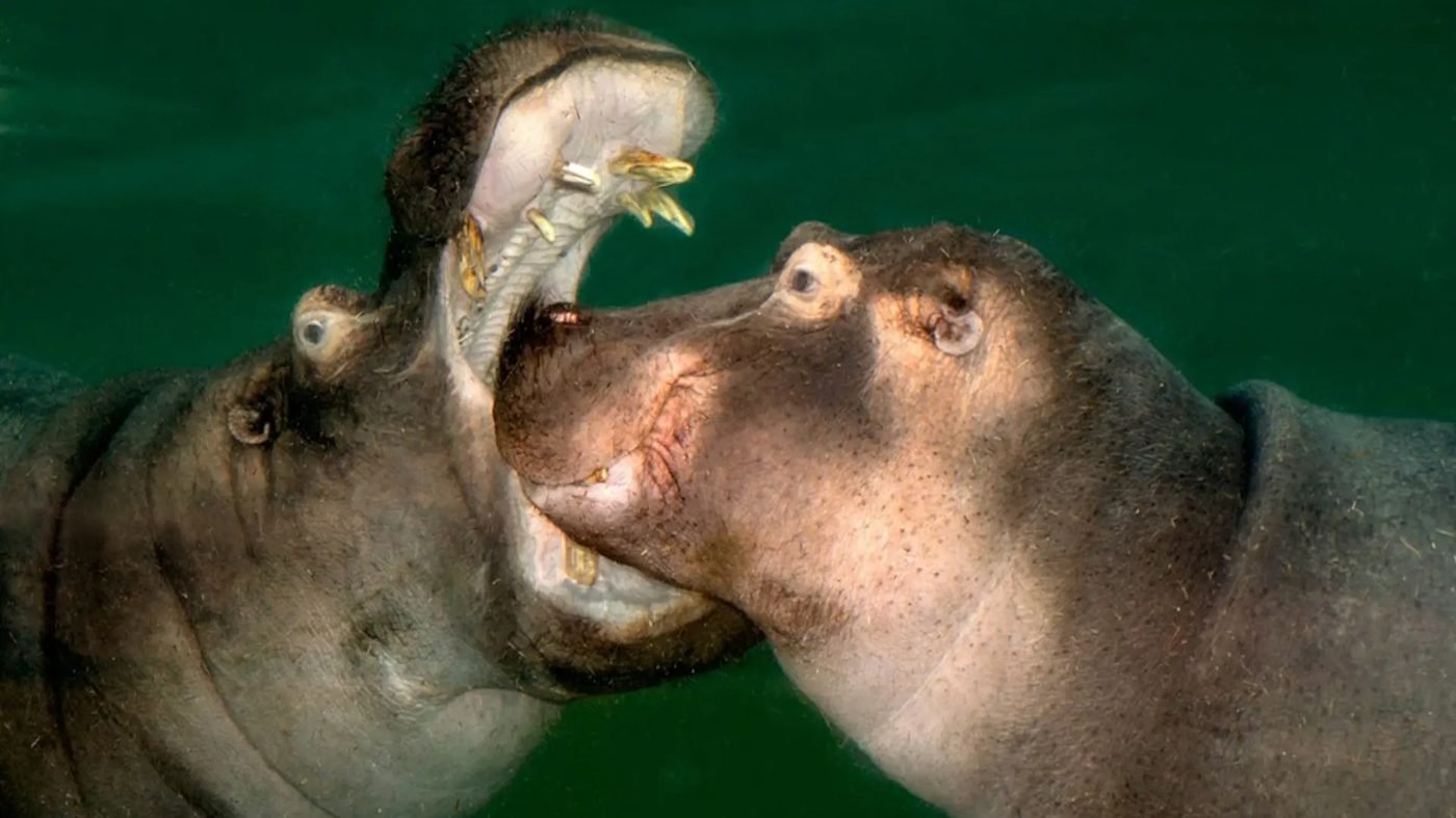 Cologne Zoo & Aquarium Ticket