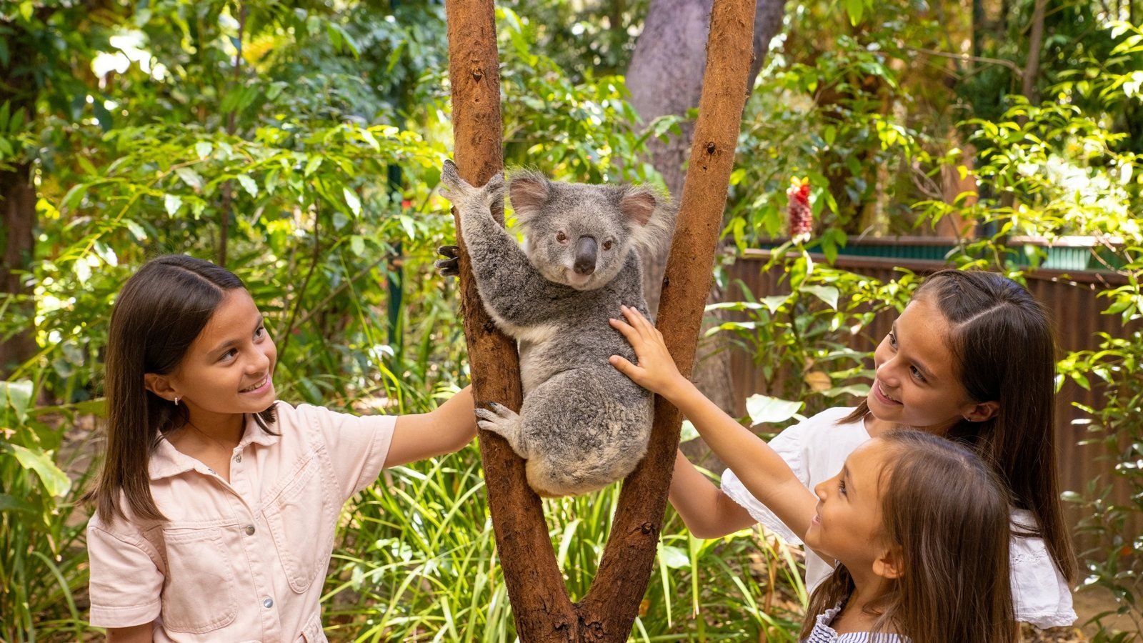 Currumbin Wildlife Sanctuary Gold Coast Ticket