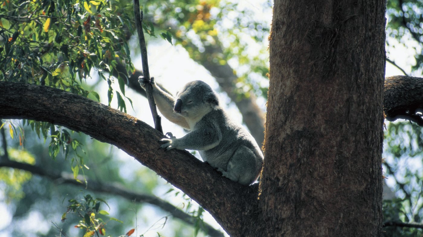 Currumbin Wildlife Sanctuary Gold Coast Ticket