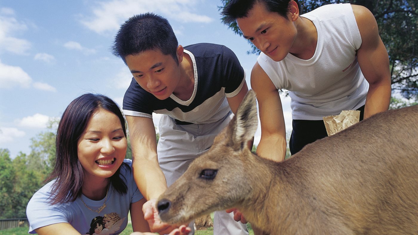 Currumbin Wildlife Sanctuary Gold Coast Ticket