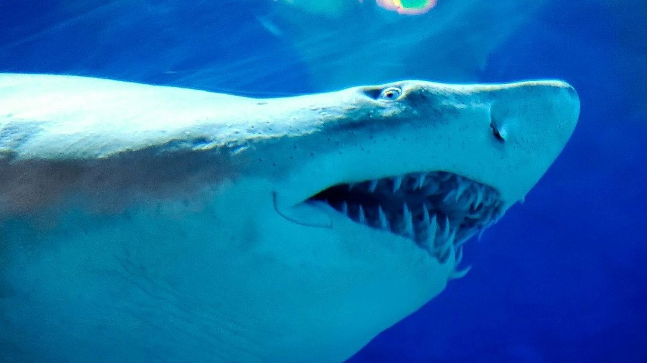 Downtown Aquarium Denver Ticket