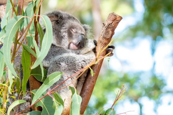 Dreamworld Gold Coast Coomera Tickets | Book Online
