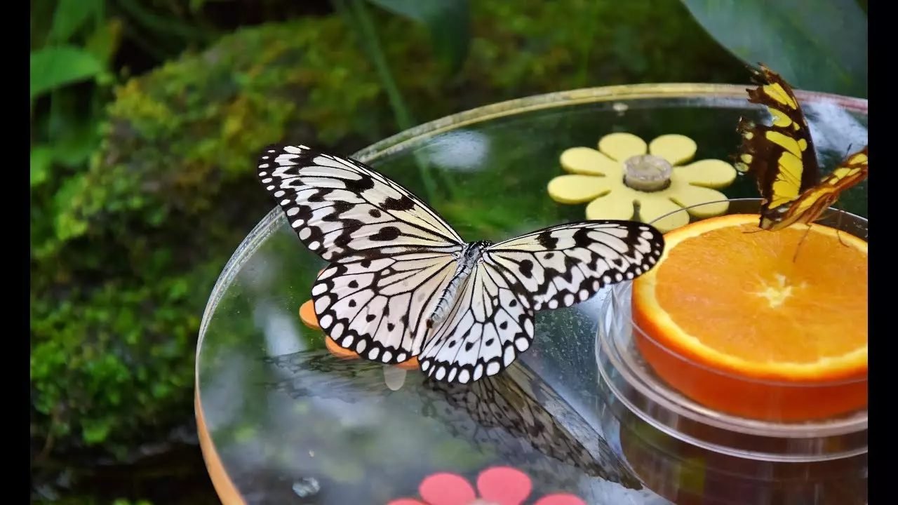 Dubai Butterfly Garden Tickets | 15,000 Butterflies