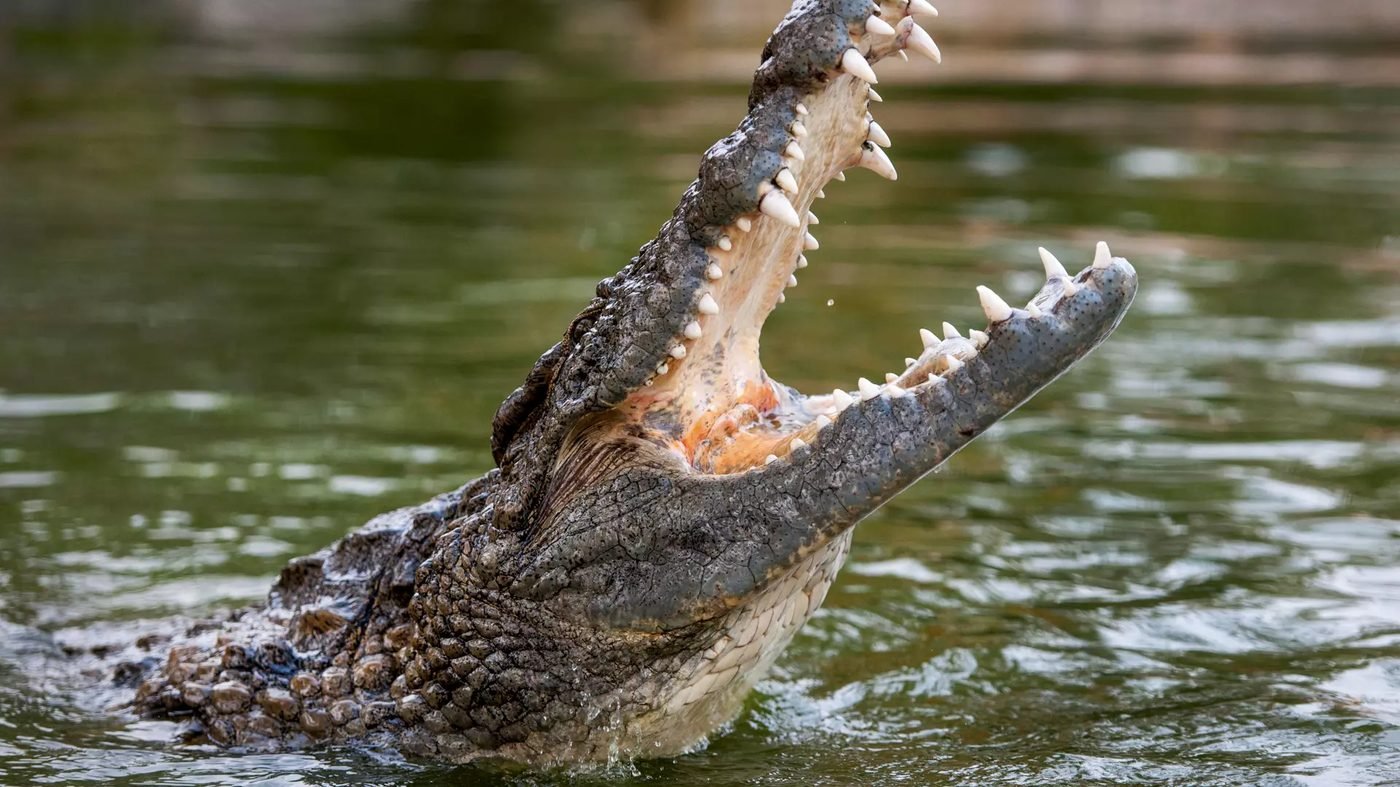 Dubai Crocodile Park Tickets | Crocodile Encounters