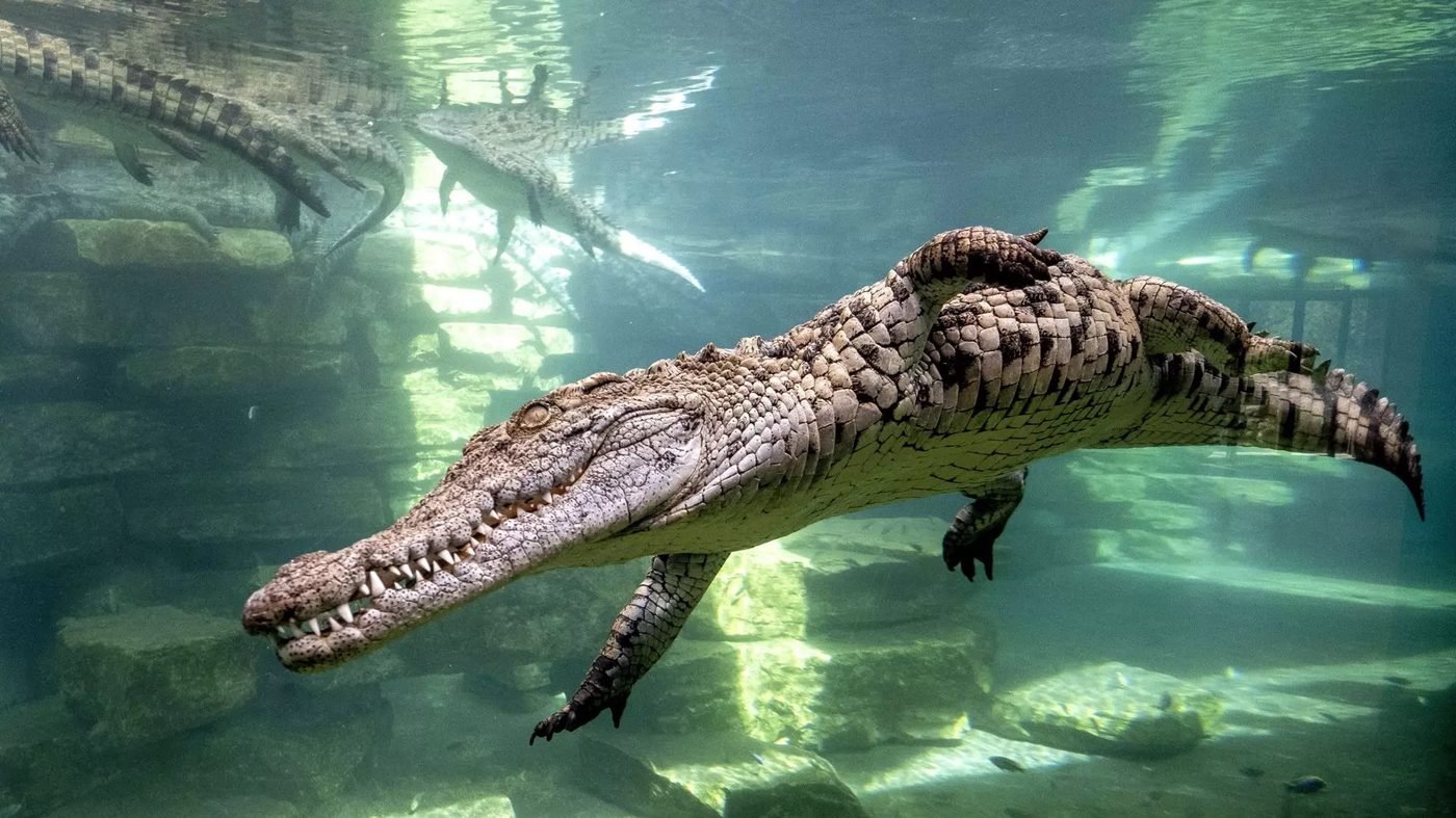 Dubai Crocodile Park Tickets | Crocodile Encounters