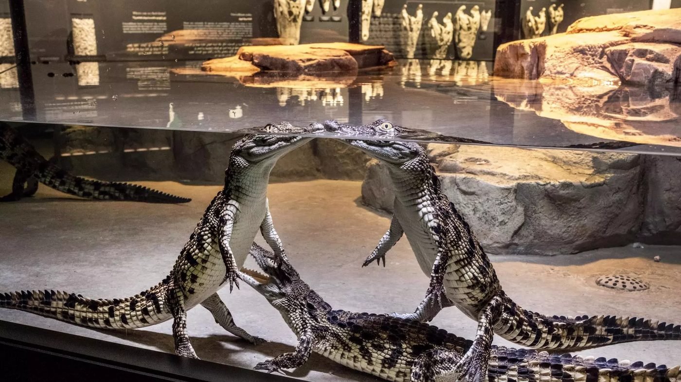 Dubai Crocodile Park Tickets | Crocodile Encounters