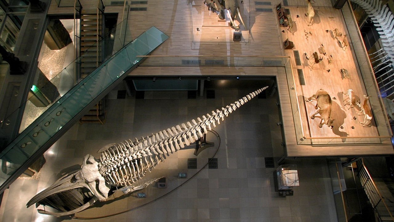 Grande Galerie de l'Évolution: Skip The Line