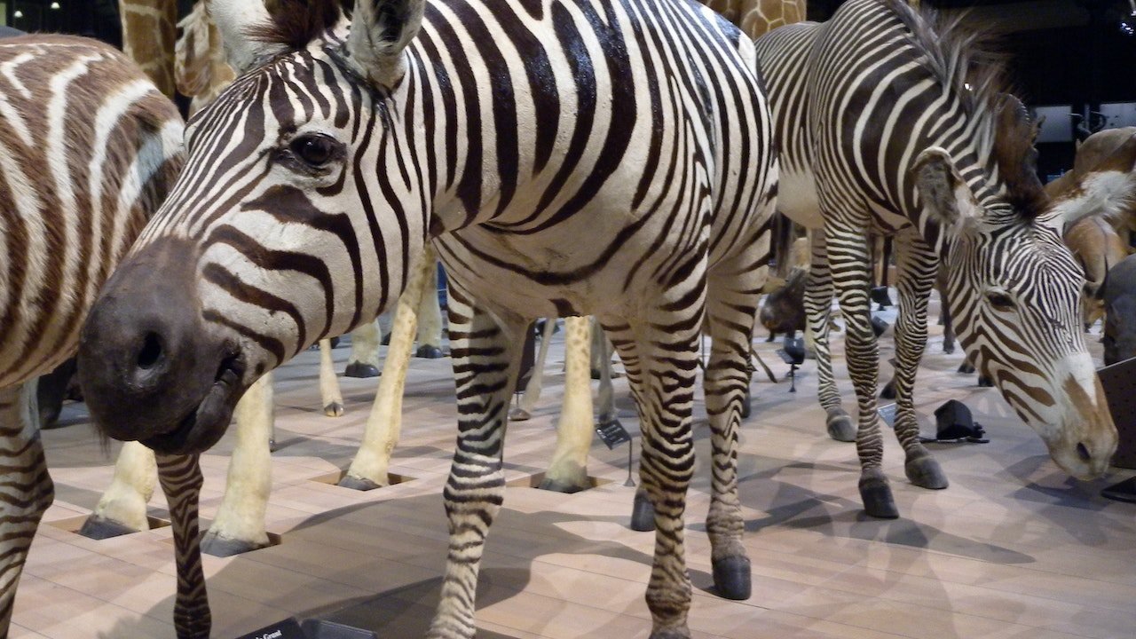Grande Galerie de l'Évolution: Skip The Line