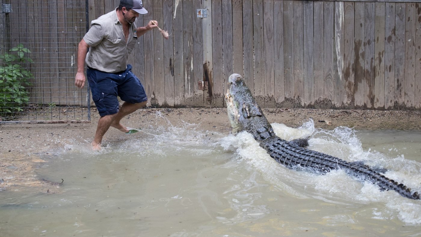 Hartley's Crocodile Adventures