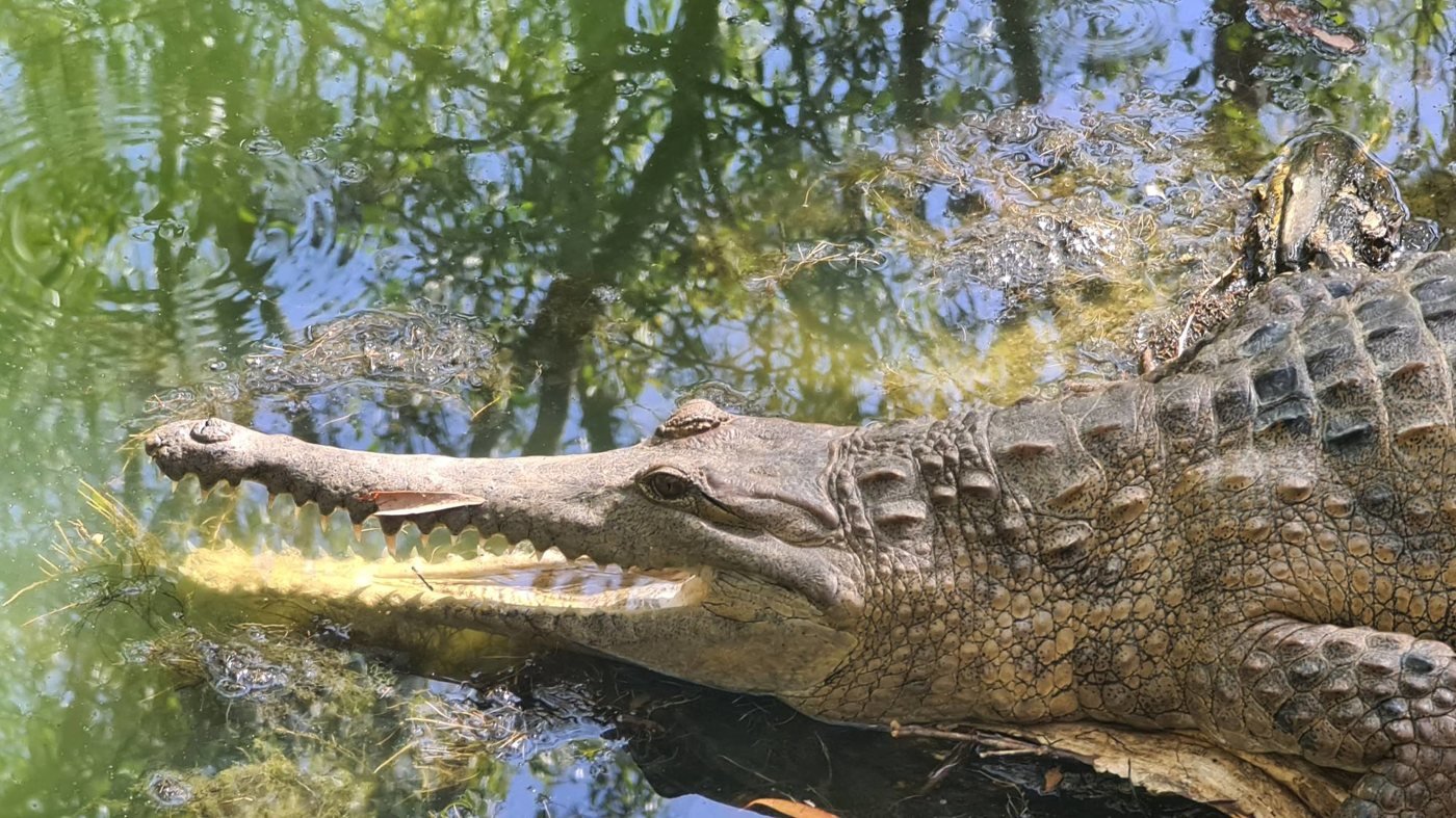 Hartley's Crocodile Adventures