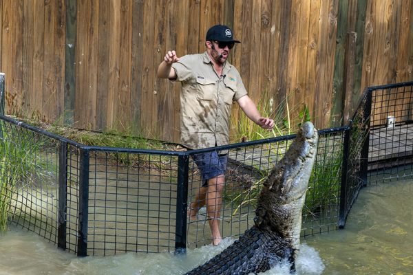 Hartley's Crocodile Adventures Wangetti Tickets | Book Online