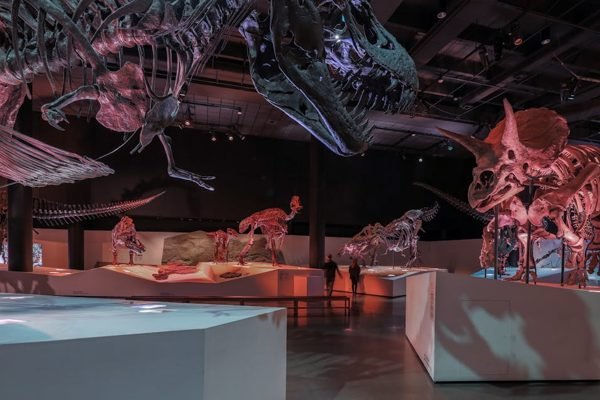 Houston Museum of Natural Science Ticket | Book Online