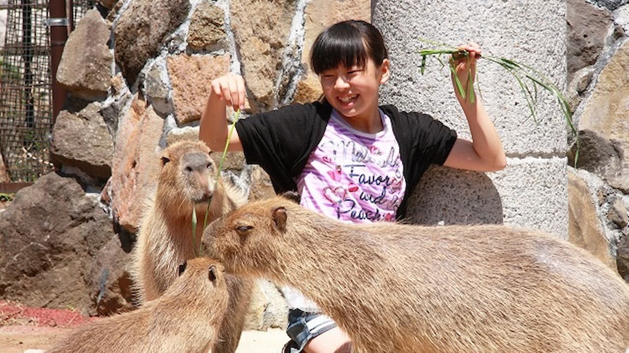Izu Shaboten Zoo Ticket