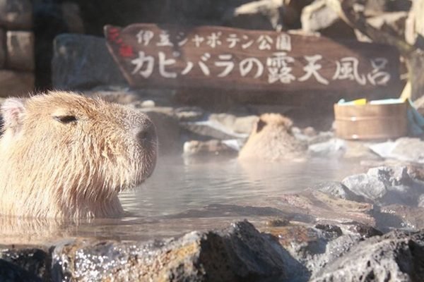 Izu Shaboten Zoo Ticket | Book Online