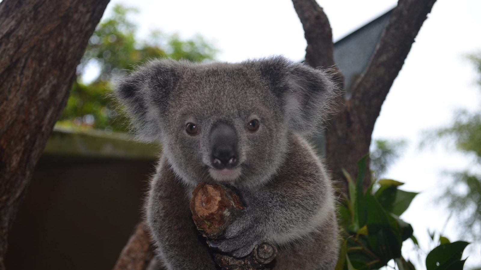 Kuranda Koala Gardens