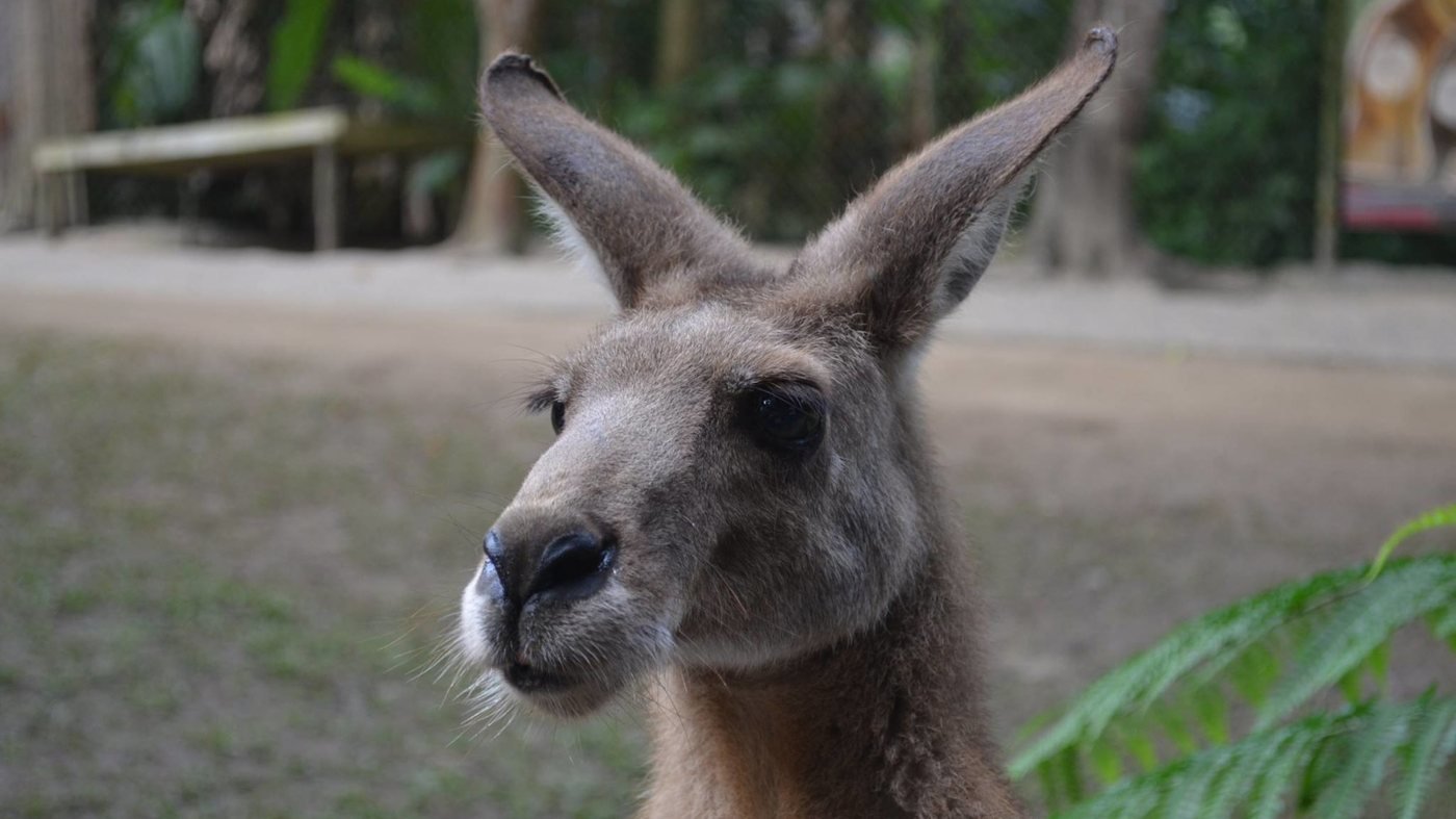 Kuranda Koala Gardens