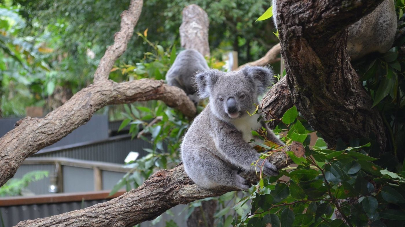 Kuranda Koala Gardens