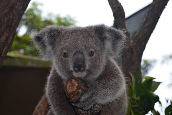 Kuranda Koala Gardens Tickets | Book Online