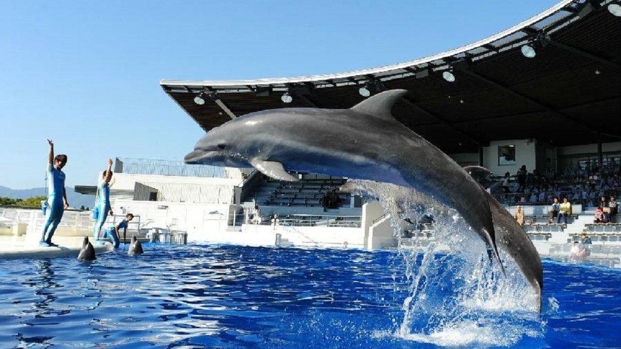 Kyoto Aquarium Ticket