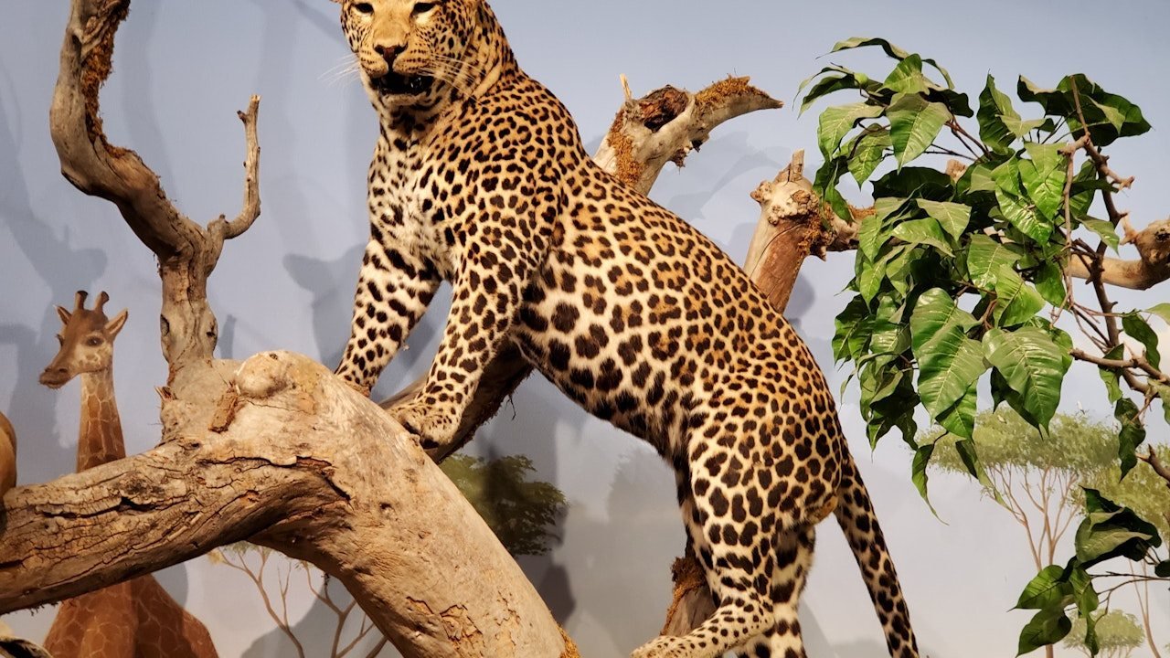 Las Vegas Natural History Museum