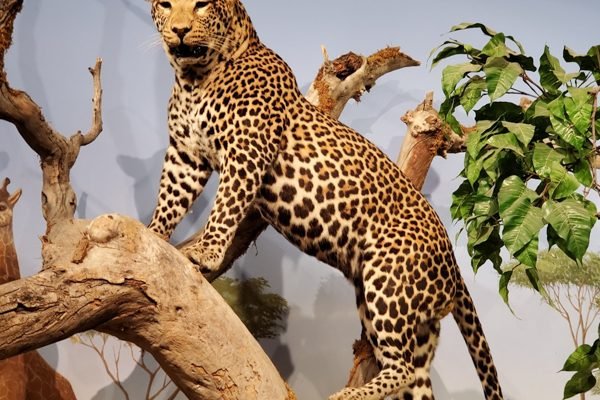 Las Vegas Science & Natural History Museum Tickets | Book Online