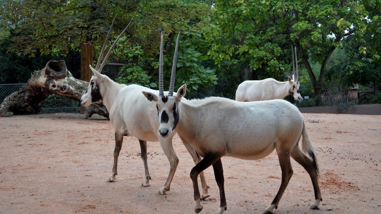 Ménagerie, Zoo of the Jardin des Plantes